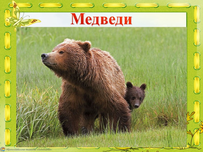 Медведи